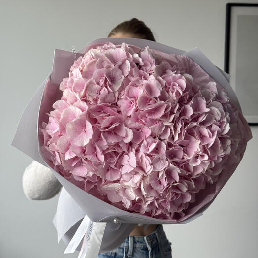 Hydrangea