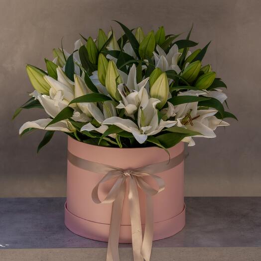 Lily Treasure