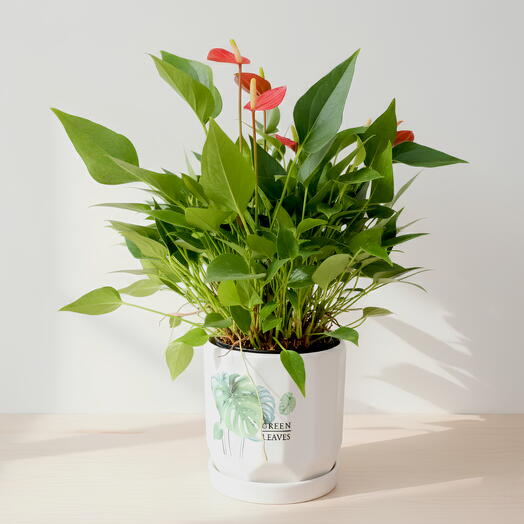 Red Anthurium Plant