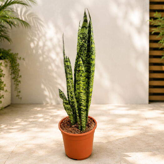 Sansevieria Zielenica