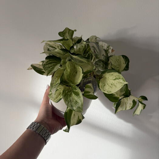 Marble Queen Pothos