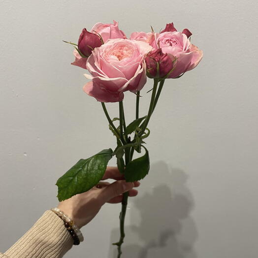 Rose bush rose
