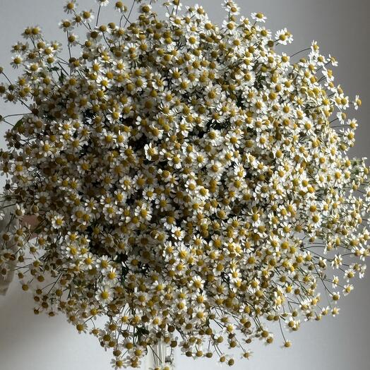 51 chamomile (bouquet No. 18)