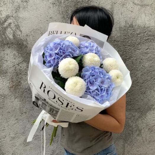 Hydrangea chrysanthemum