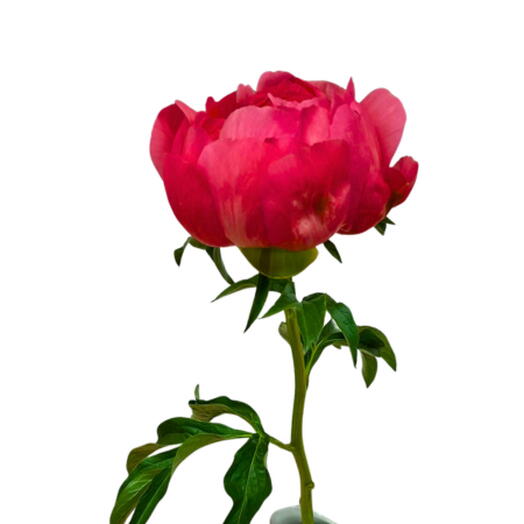 Pink Peony
