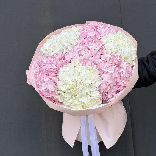 Hydrangea