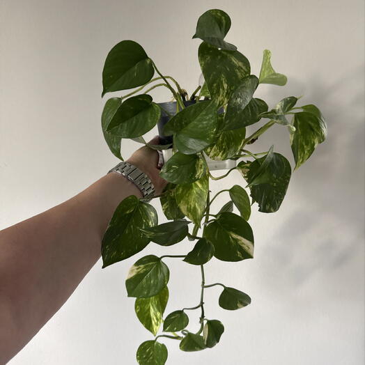 Golden Pothos