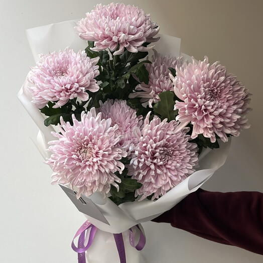 Hrizantema Light Purple 7