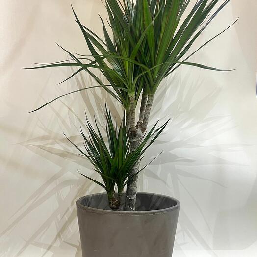 Dracaena Marginatta in pot 1