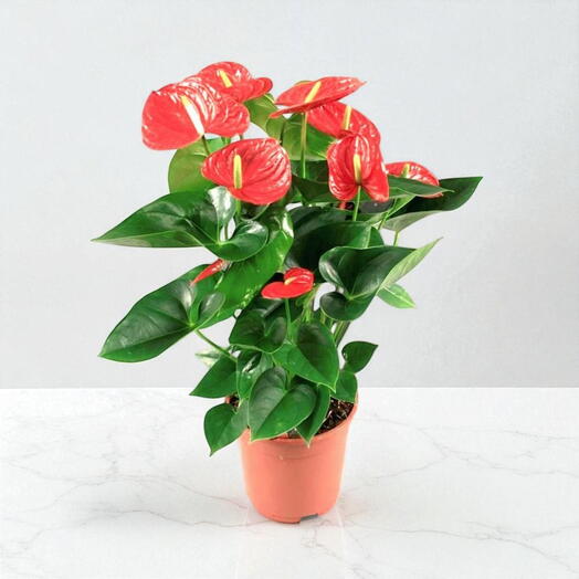 Anthurium Red