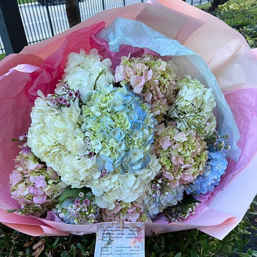 Hydrangeas