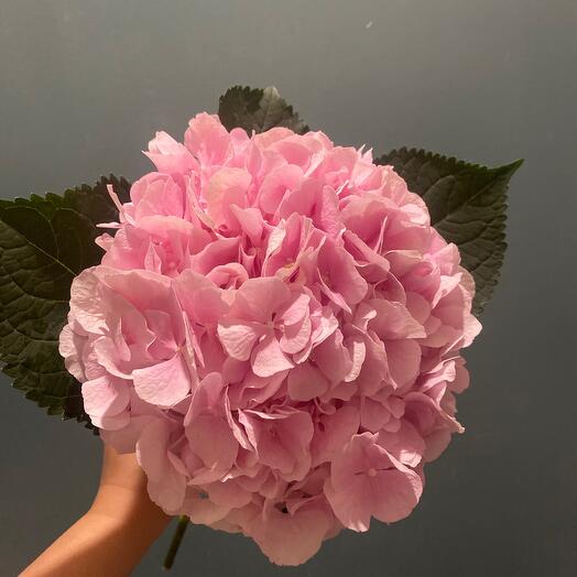 Hydrangea pink