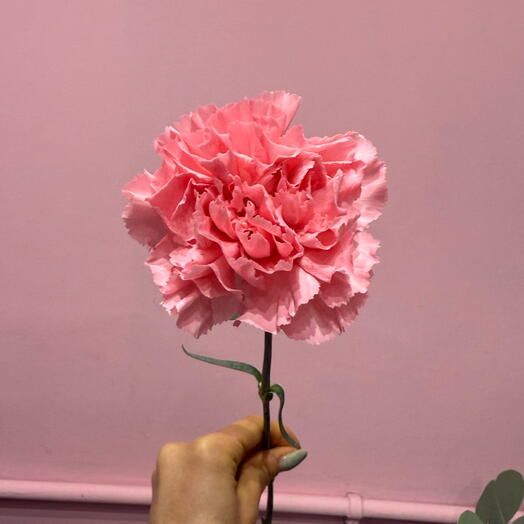 Pink dianthus
