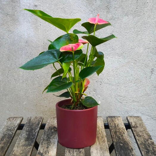 Pink Anthurium in a ceramic pot