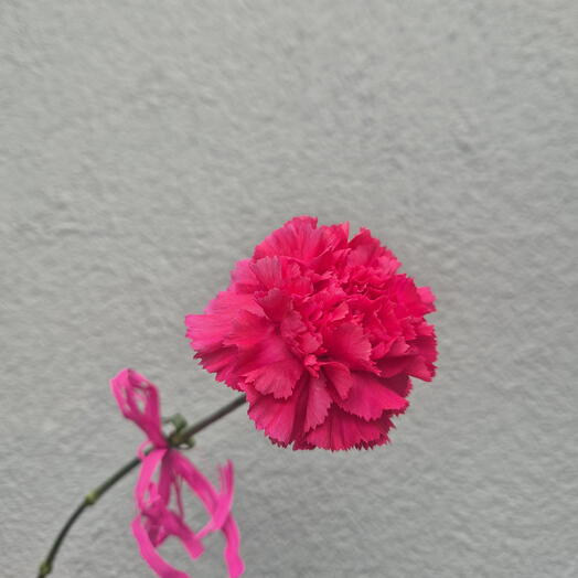 Raspberry Carnation - Choose from 15 pieces