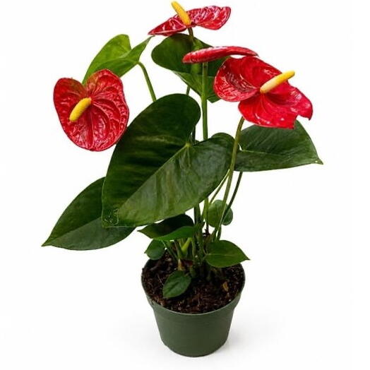 Red anthurium