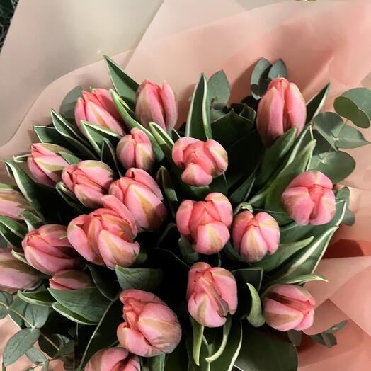 TULIPS Queen 50