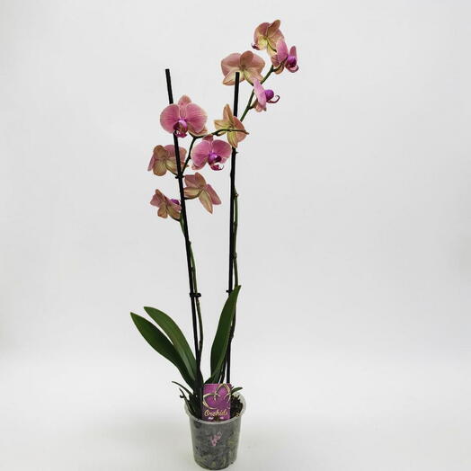 Phaelanopsis in a pot