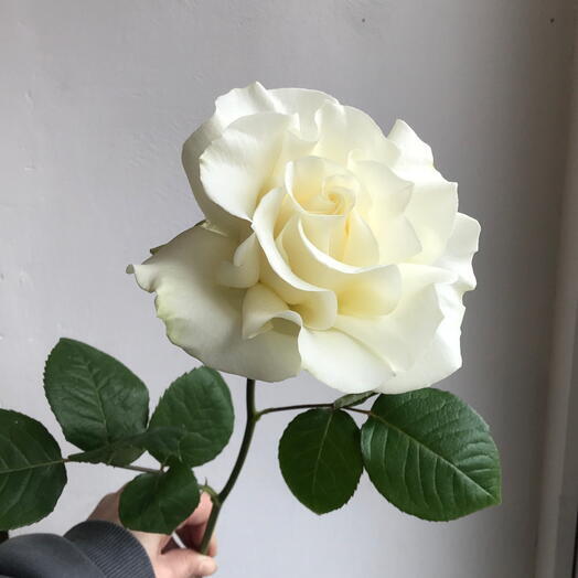 Rosa blanca estilo francés (Ecuador) 70 cm