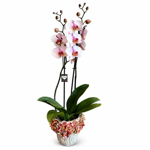 Orchid in a ker. Pot/vase