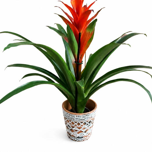 Комнатное растение Guzmania