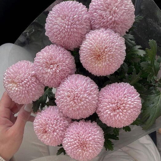 Bouquet of Momoko chrysanthemums