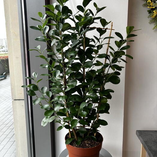 Ficus