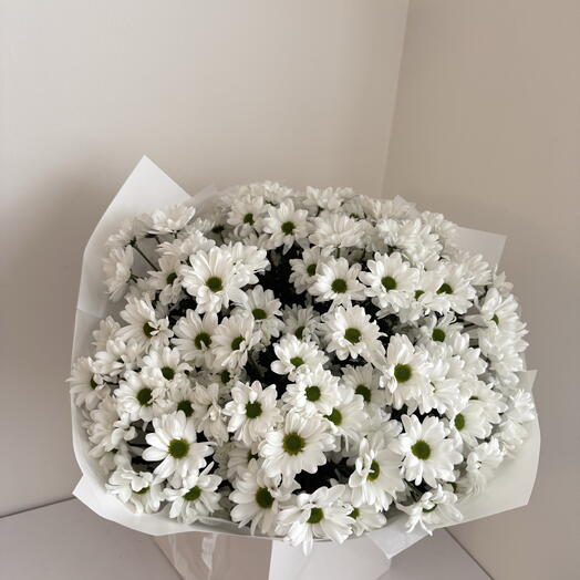 Chrysanthemum