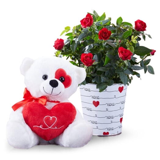 Blooming Rose and Romance