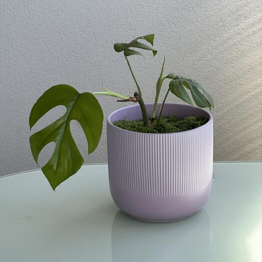 Rafidofora