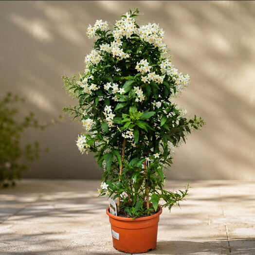 Solanum