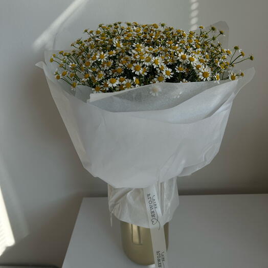 Tanacetum 25