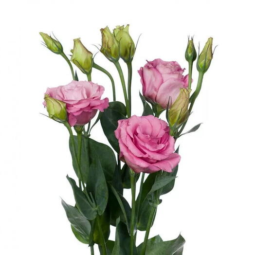 Lisianthus – rosa