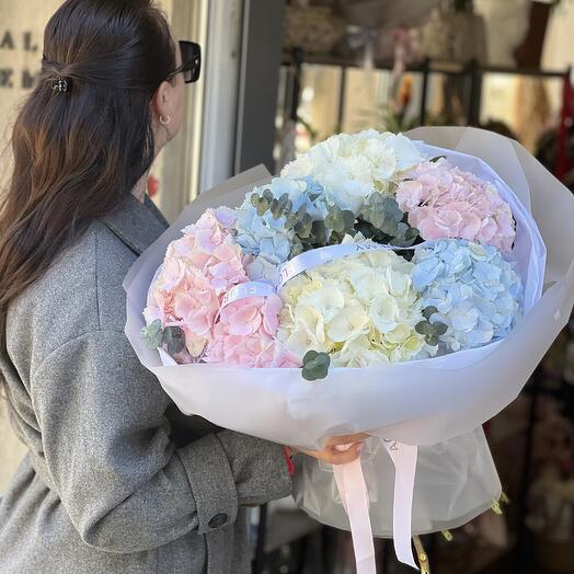 Hydrangea 7