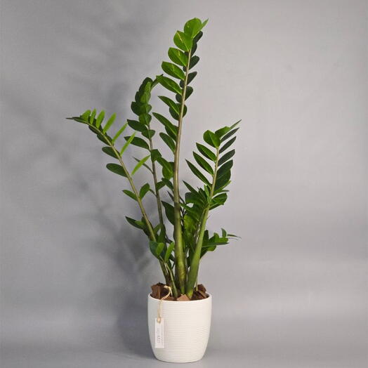 Zamioculcas Zamifolia (ZZ Plant)