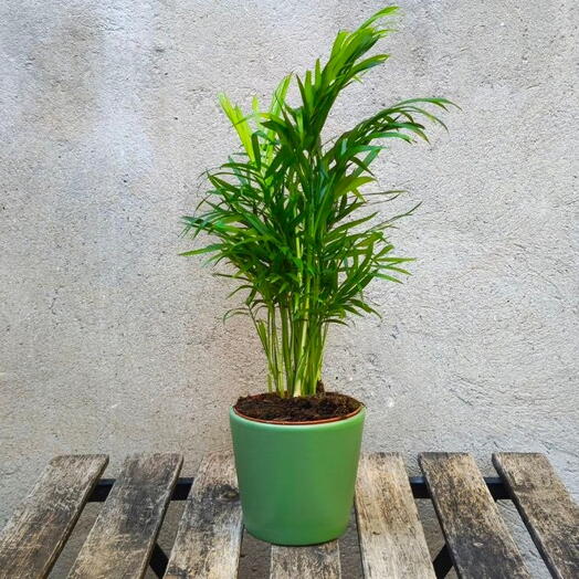 Mini Chamaedorea