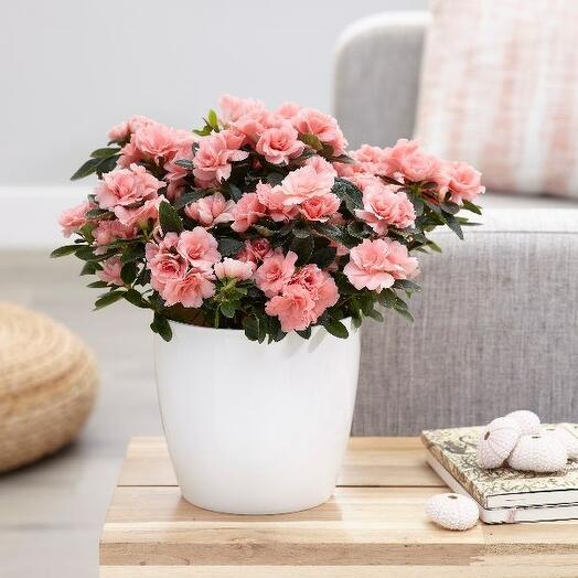 Azalea