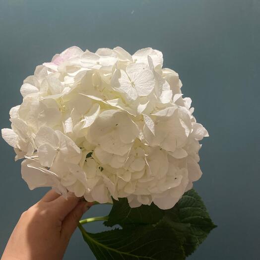 Hydrangea white