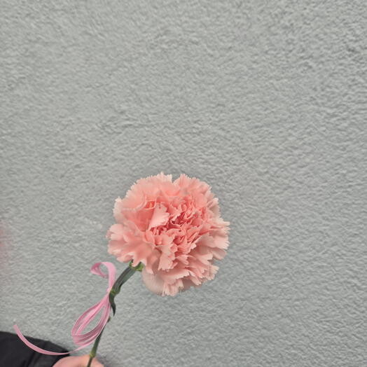Pink Carnation - Choose from 15 pieces