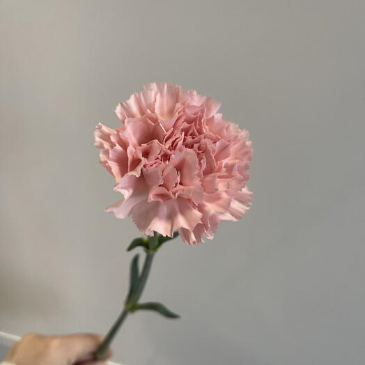 Pink carnation