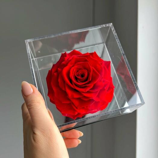 Everlasting red rose in an acrylic frame