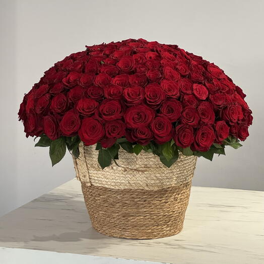 Red Majesty | 201 Roses